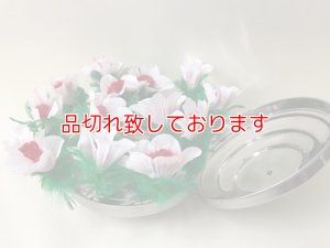 画像1: ダブパン様出現花　Dove Pan Fiower Botania