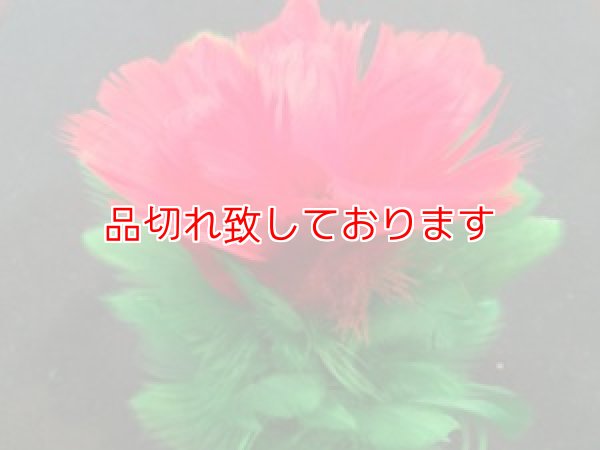 画像1: Five in one Flower　５輪になる花 (1)