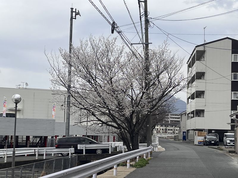 画像: ファニー通りの桜が満開