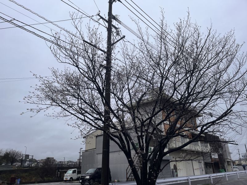 ファニー通りの桜が開花